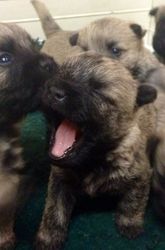 Pedigree Cairn Terrier Puppies For Sale