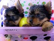 2 YORKIE PUPPIES FOR FREE