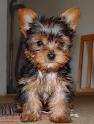 yorkie puppies and female siberian husky looking for good home.