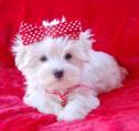 Maltese Puppies For Free Adoption - Dogs